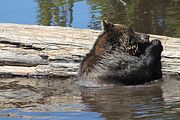 15 - Grouse Mountain - IMG_1529